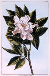 Gardenia G. augusta, ilustracja z "Collection Precieuse et Enluminee Des Floura" część II, autorstwa Pierre Joseph Buchoz, opublikowana w 1776 r.